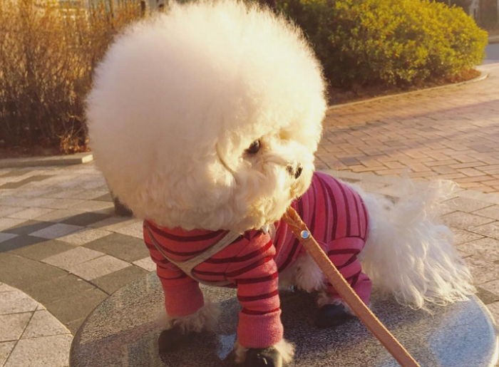 솜사탕 이미지