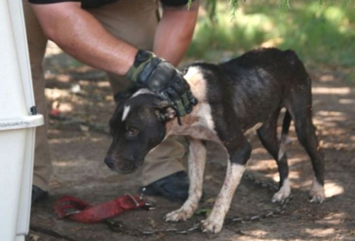 쇠사슬에 목이 묶인 강아지는 고개조차 들 수 없었다 (사진) | 인스티즈