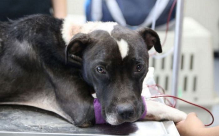 쇠사슬에 목이 묶인 강아지는 고개조차 들 수 없었다 (사진) | 인스티즈