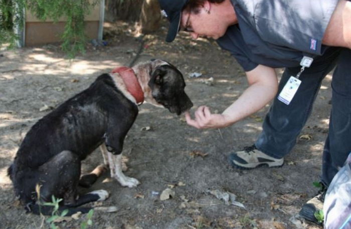 쇠사슬에 목이 묶인 강아지는 고개조차 들 수 없었다 (사진) | 인스티즈