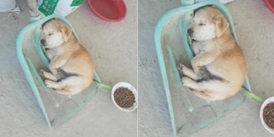 꿀잠 이미지
