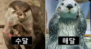 해달 이미지