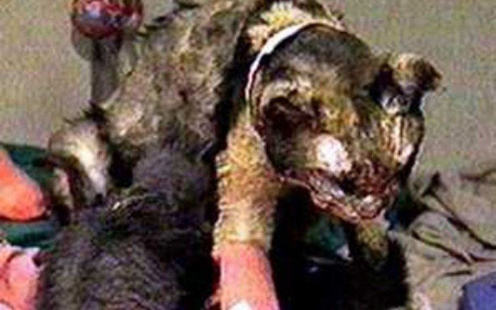 새끼 구하려고 불난 집에 다섯 번 뛰어든 엄마 고양이