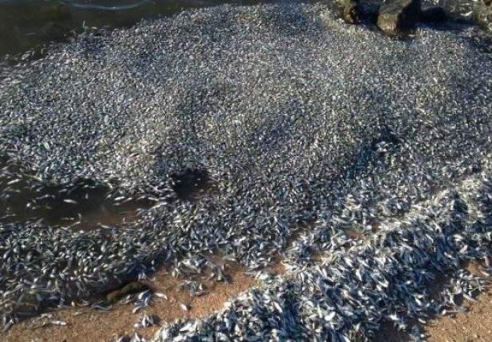 물고기 4000마리가 해변서 발견된 이유를 아무도 몰랐다