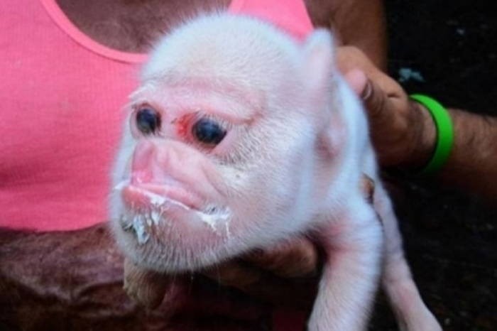 원숭이 얼굴 가지고 태어난 돌연변이 돼지 (영상)