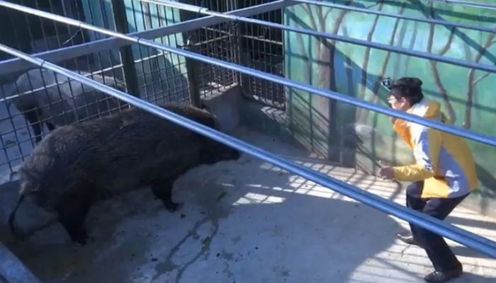 MBC 기자가 멧돼지 우리에 들어간 이유