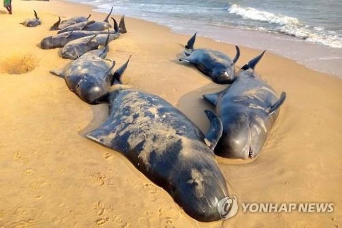 인도 남부 해변에 떠내려온 고래 45마리 집단 폐사