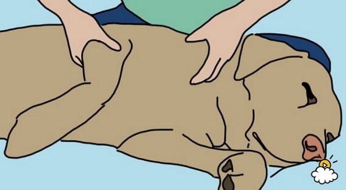 반려인이라면 꼭 알아야할 강아지 ‘마사지’ 방법 8가지