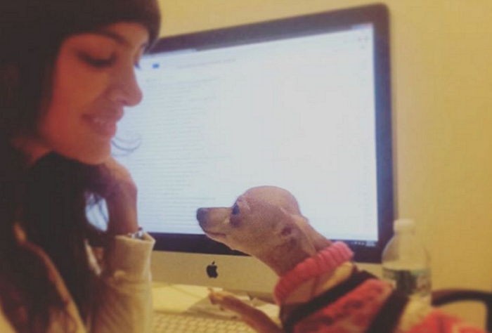 ‘비 오는 날’ 산책시키기 싫다며 여친 반려견 죽인 남친