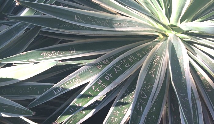 “식물원에서 커플들 낙서 구경만 실컷했네요” (사진)