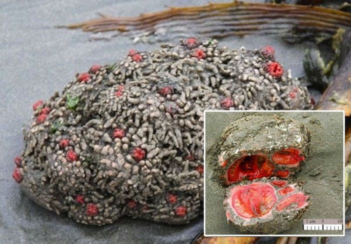 반으로 가르면 피 뿜어내는 ‘살아있는 바위’ (사진)