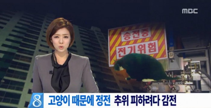 아파트 정전사고, 길고양이가 추위 피하려다 ‘감전’