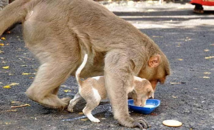 버림받은 아기 강아지 입양한 엄마 원숭이 (사진)