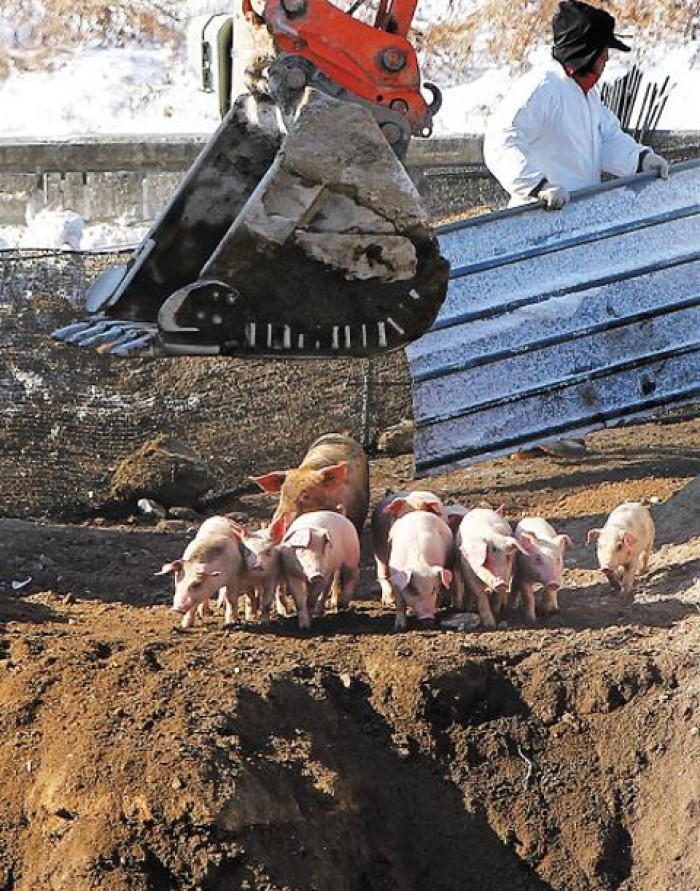 구제역 살처분 도중 돼지가 근로자 들이받아 ‘중상’