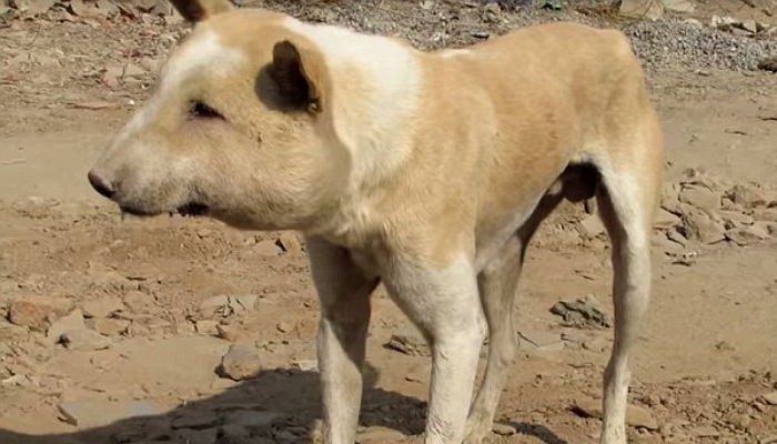 사람에게 매맞아 ‘돼지 얼굴’처럼 부은 유기견 (영상)