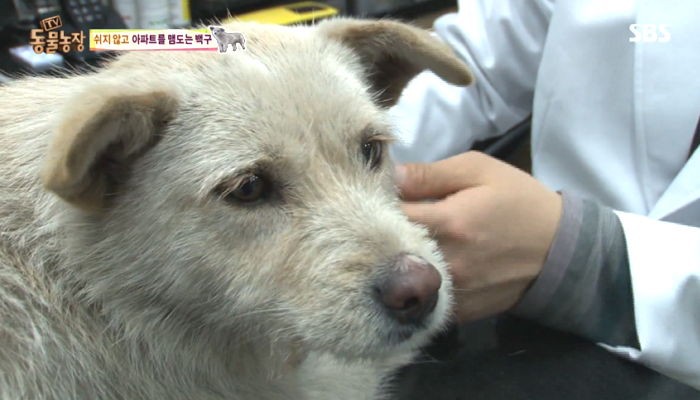 ‘동물농장’ 아파트 떠도는 백구의 애절한 사연 (영상)