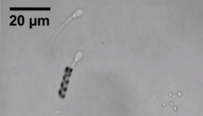 난자 향해 헤엄치게 만드는 ‘로봇 정자’ 나온다 (영상)
