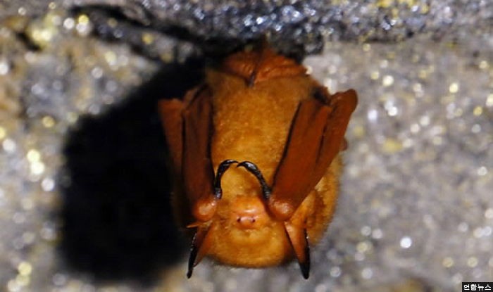 황금박쥐 등 멸종위기 박쥐, 오대산·월악산에 다 있다