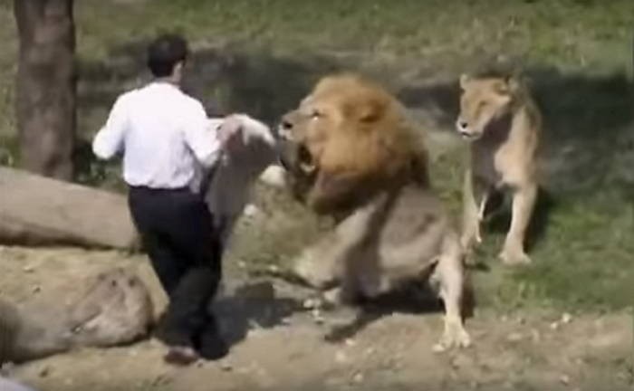 사자 우리에 뛰어든 마약 중독자의 최후 (영상)