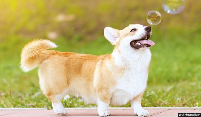 “반려동물 사체 이제 폐기물 아니다”