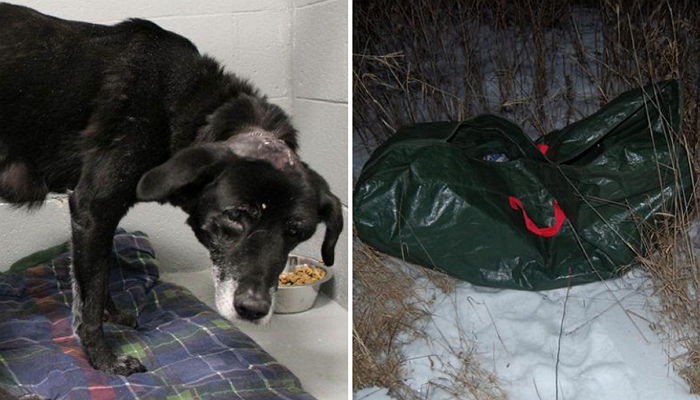 ‘피부병 걸렸다’고 포대에 담겨 야산에 버려진 반려견