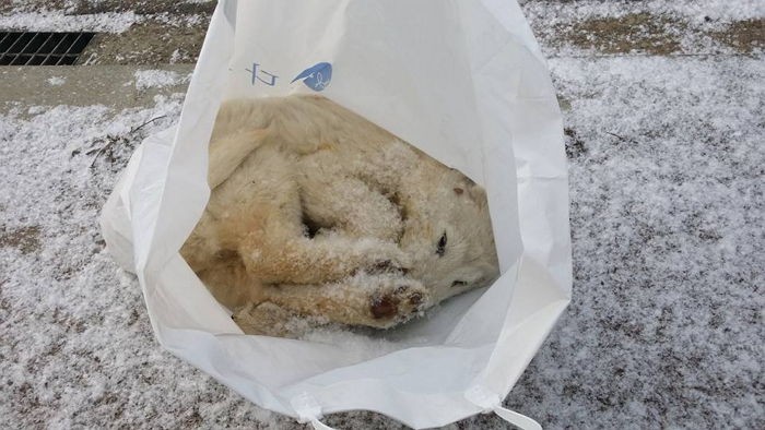 비닐 봉지에 담겨 얼어죽은 채 발견된 유기견