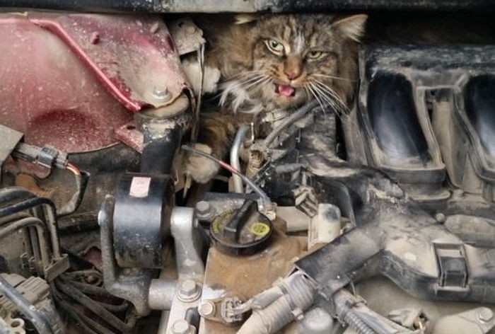 “자동차 엔진룸에서 고양이가 발견됐어요”