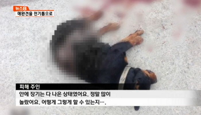 이웃집 반려견 기계톱으로 도살한 50대 남성
