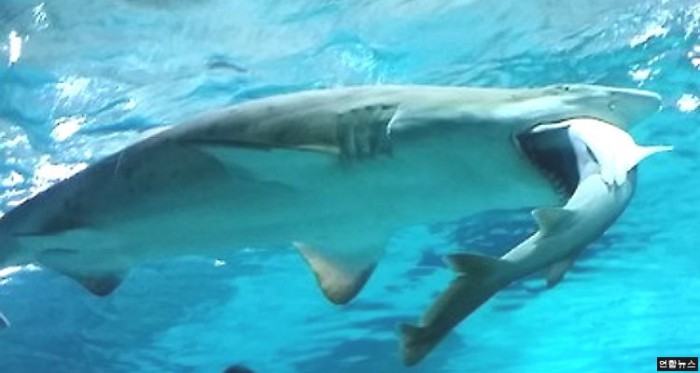 상어를 통째로 삼킨 모래뱀상어 (사진)