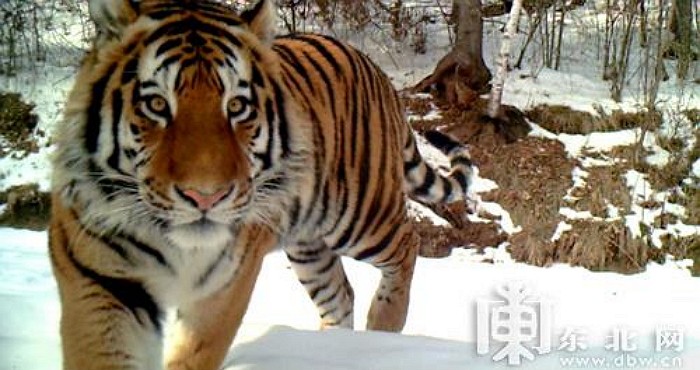 중국 동북지방서 멸종위기 ‘백두산 호랑이’ 포착