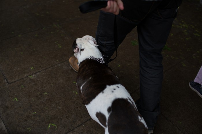 강아지 때문에 노인 숨지게 한 男, 집행유예