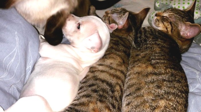 다리 절단한 강아지를 자식처럼 돌보는 고양이 부부 (사진)