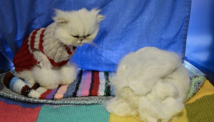 집사에게 털 깎이고 충격에 빠진 고양이 (사진)