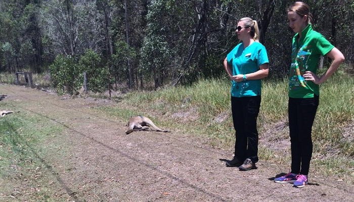 캥거루 17마리 고의로 치어 죽인 뺑소니 운전자