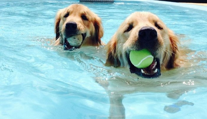 강아지가 즐기는 취미로 알아보는 성격 유형 8