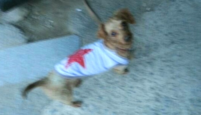 입양한 유기견 덕분에 목숨 구한 일가족