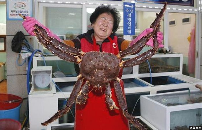 울산 앞바다서 ‘길이 1.2ｍ’ 왕게가 잡혔다