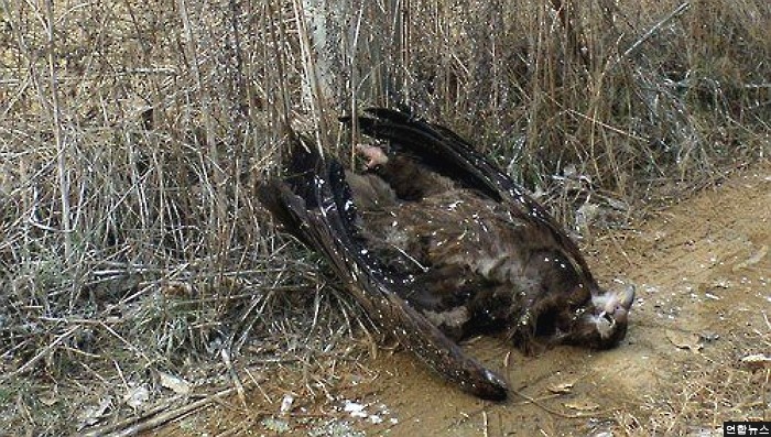 고압전선에 감전돼 죽은 천연기념물 독수리 21마리