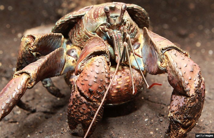 “쥐도 잡아먹는 괴물 ‘코코넛 게’ 발견됐다” (영상)