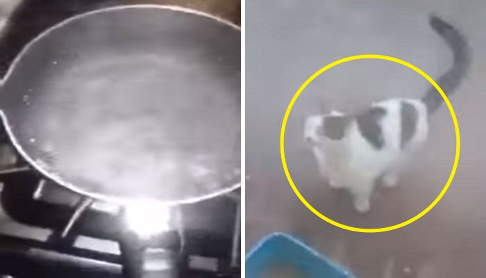 화난다고 고양이에게 끓는 물 부은 남성 (영상)