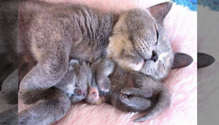 엄마 품이 제일 좋은 아기 고양이 (사진)