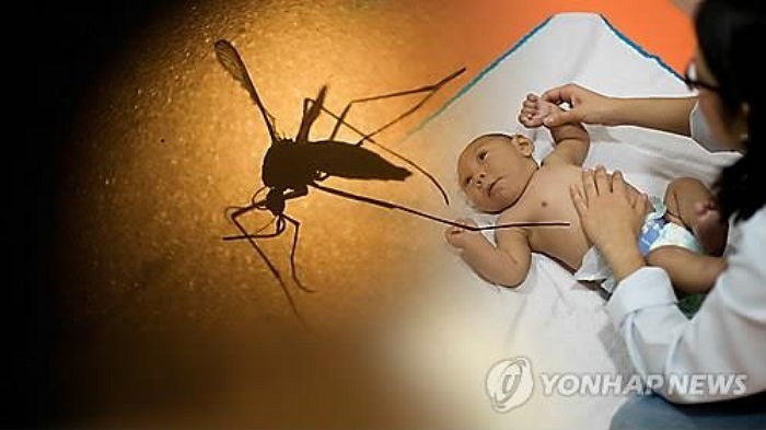 제주 모기 4마리 중 1마리는 ‘지카 모기’