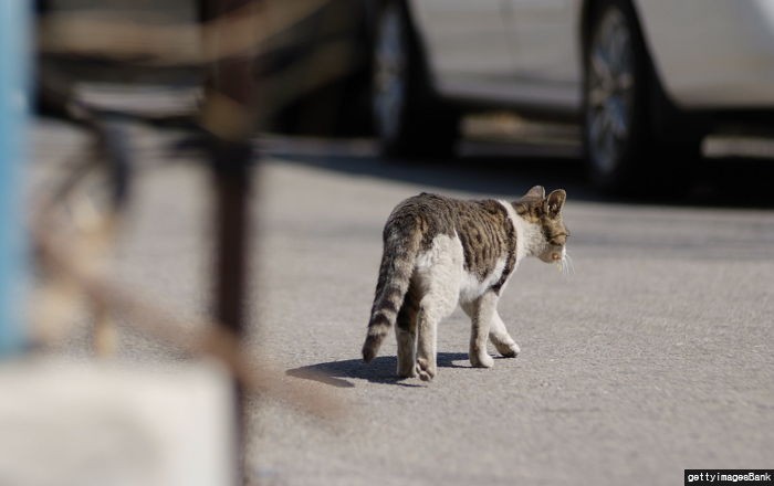 서울시, 장소·날짜 잡고 길고양이 ‘집단 중성화’ 시행한다