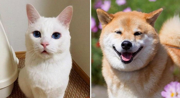 반려동물 7마리 한곳에 화장해 믹서기에 갈아준 장묘업체