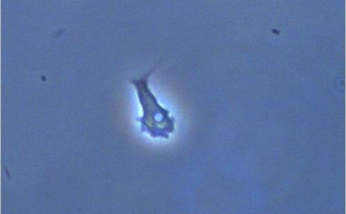 낙동강서 신종 추정 아메바 7종이 발견됐다