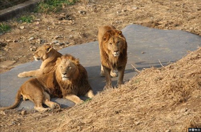서울대공원 사자 등 동물 39마리, 두바이 사파리로 이사