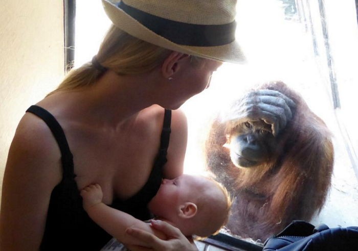 모유수유하는 엄마를 본 오랑우탄의 반응