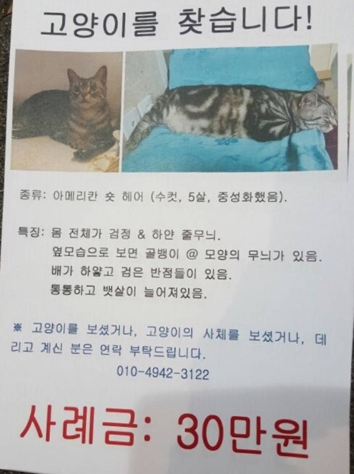 “전 남친이 ‘만나주지 않는다’는 이유로 고양이를 유기했습니다”