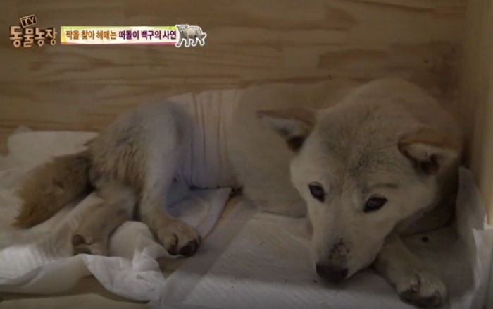 사산한 새끼 품은 채 남편 찾아 헤매는 몽순이 사연 (영상)