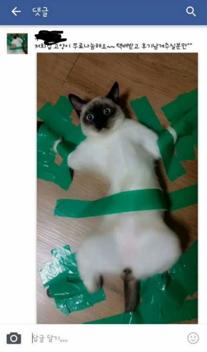 고양이를 청테이프로 바닥에 붙인 누리꾼이 남긴 황당 글
